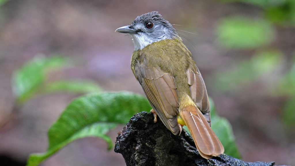 Yellow-Bellied Bulbul