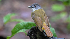 Yellow-Bellied Bulbul photo 1