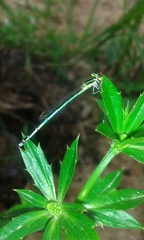 Agriocnemis lacteola