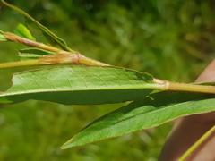 Persicaria hystricula
