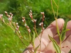 Persicaria hystricula