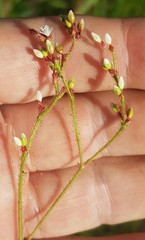 Persicaria hystricula