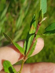 Persicaria hystricula
