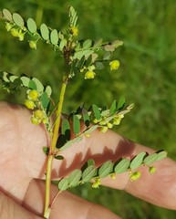 Phyllanthus meyerianus