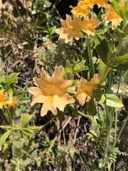 Diplacus grandiflorus