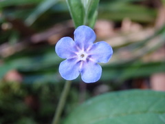 Omphalodes nitida