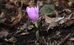Colchicum bulbocodium versicolor