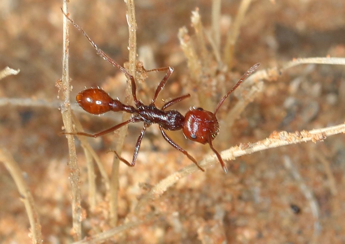 Ocymyrmex dekerus