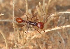 Ocymyrmex dekerus