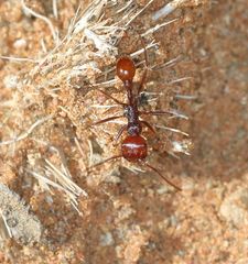 Ocymyrmex dekerus