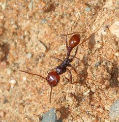 Ocymyrmex dekerus