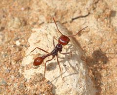 Ocymyrmex dekerus