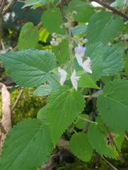 Equilabium laxiflorum