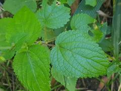 Equilabium laxiflorum