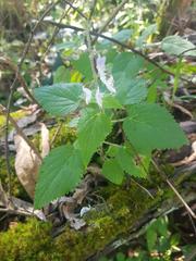 Equilabium laxiflorum