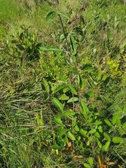 Pseudarthria hookeri hookeri