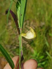 Rhynchosia totta totta