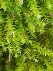 Rhynchostegium