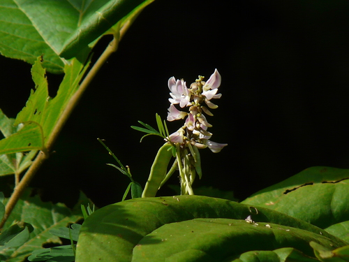 Rosarypea (Abrus precatorius)