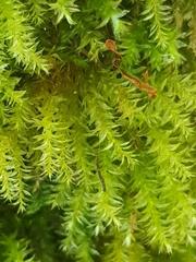 Rhynchostegium