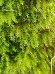 Rhynchostegium