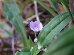 Omphalodes nitida