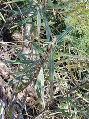 Salix mucronata woodii