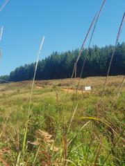 Setaria nigrirostris