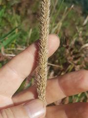 Setaria nigrirostris