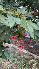 Brachychiton acerifolius × discolor