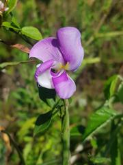 Vigna vexillata angustifolia