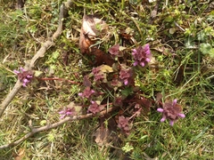 Lamium purpureum