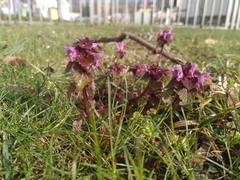 Lamium purpureum