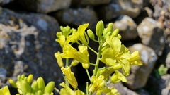 Brassica macrocarpa