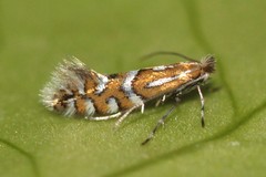 Phyllonorycter insignitella