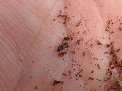 Bothrideres bipunctatus