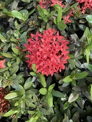 Ixora coccinea