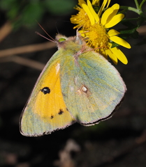 Colias fieldii