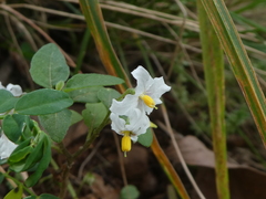 Solanum furcatum