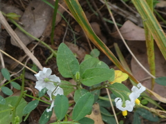 Solanum furcatum