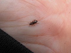 Bothrideres bipunctatus