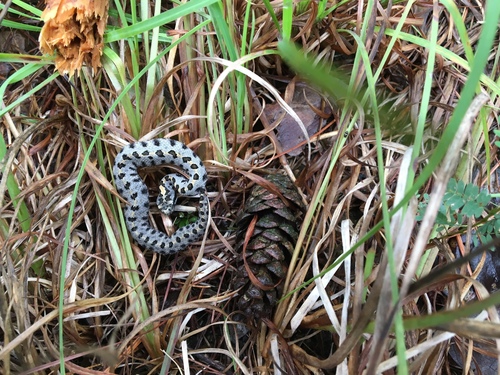 Sistrurus miliarius