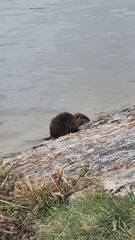 Myocastor coypus