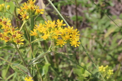 Solidago rigida glabrata