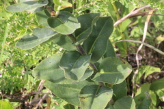 Solidago rigida glabrata