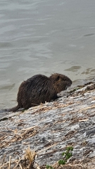 Myocastor coypus