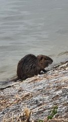 Myocastor coypus