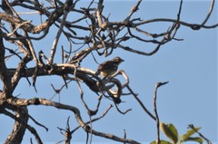 Emberiza flaviventris flaviventris
