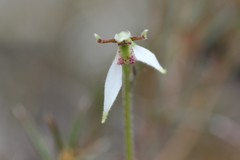 Eriochilus collinus collinus