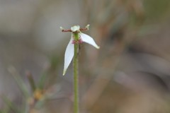 Eriochilus collinus collinus